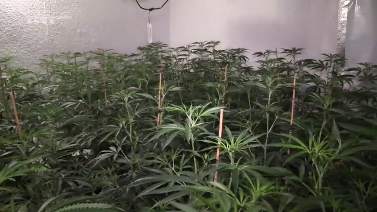 Detienen a un hombre en Jaén por una agresión sexual y descubren en su casa una plantación de Marihuana