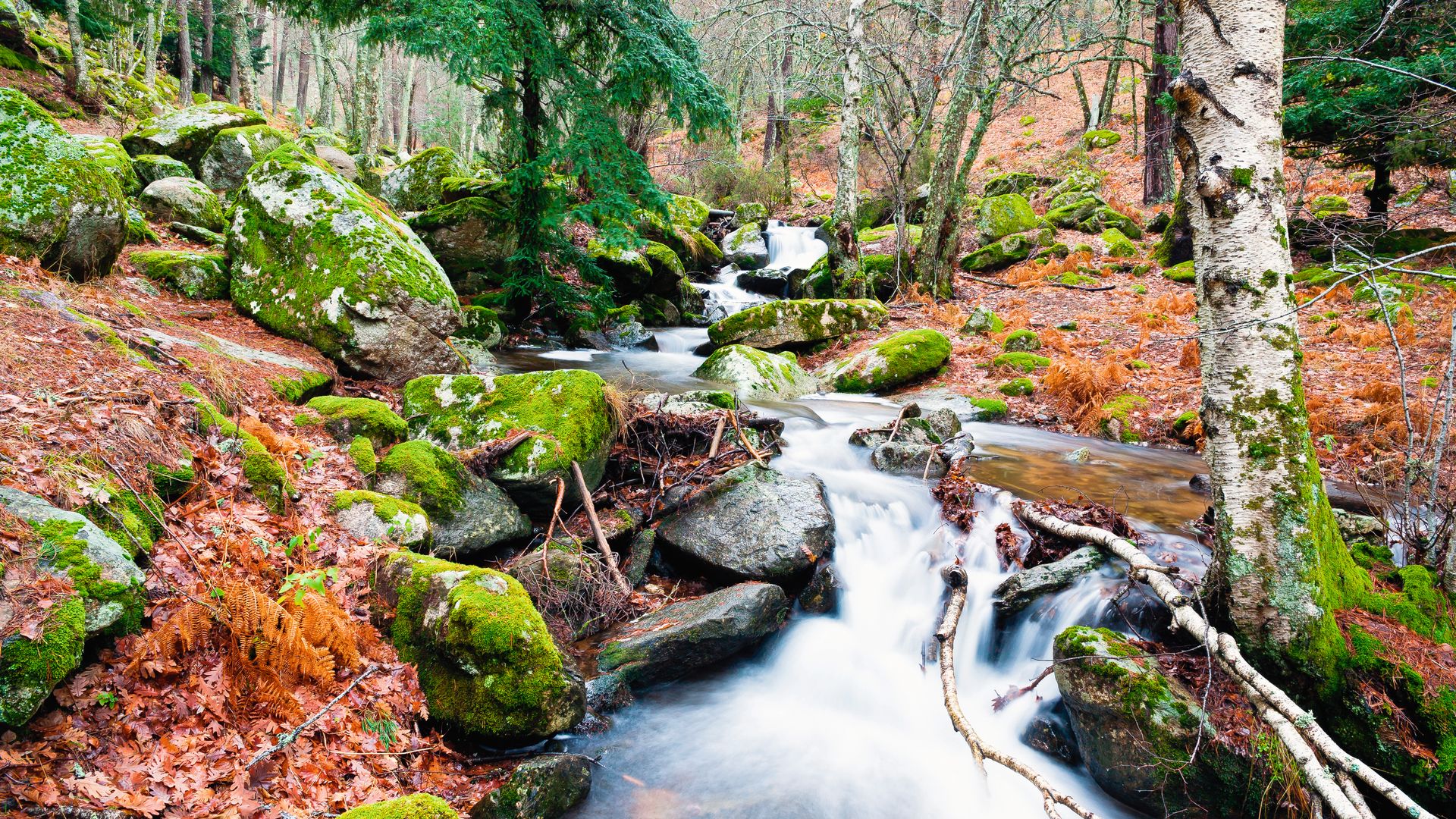 Bosque de abedules de Canencia Madrid