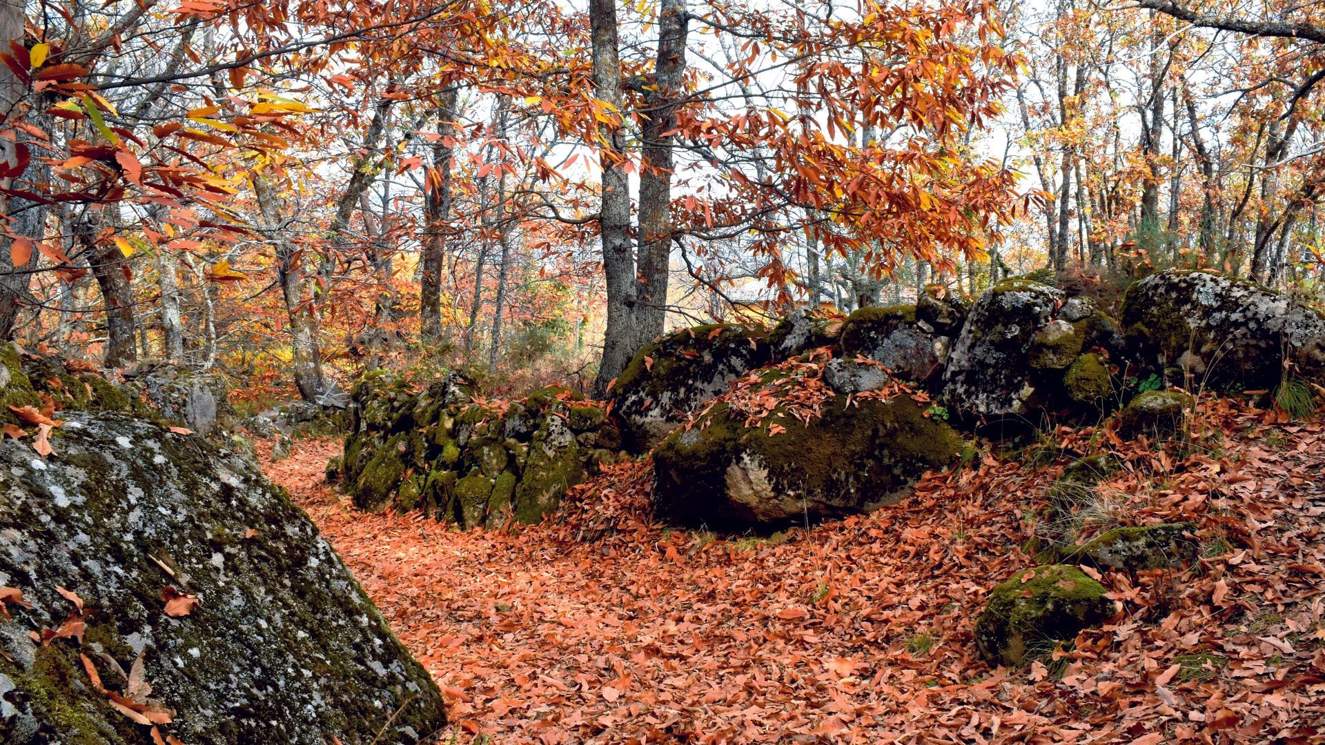 CASTAÑO DE LAS ROZAS DE PUERTO REAL Bosque Madrid