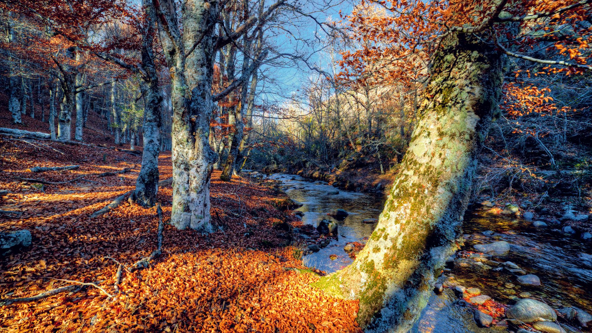 HAYEDO DE MONTEJO Bosque Sierra del Rincón Madrid