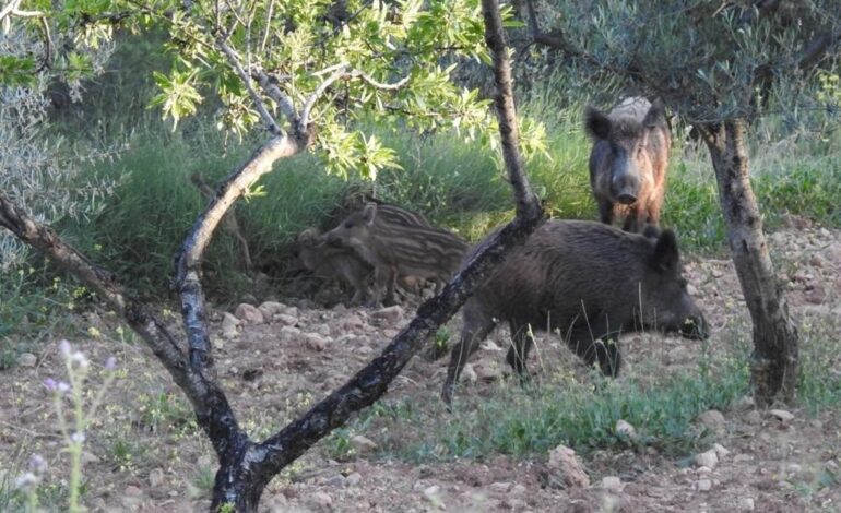 España detecta dos casos de peste porcina africana en jabalíes silvestres