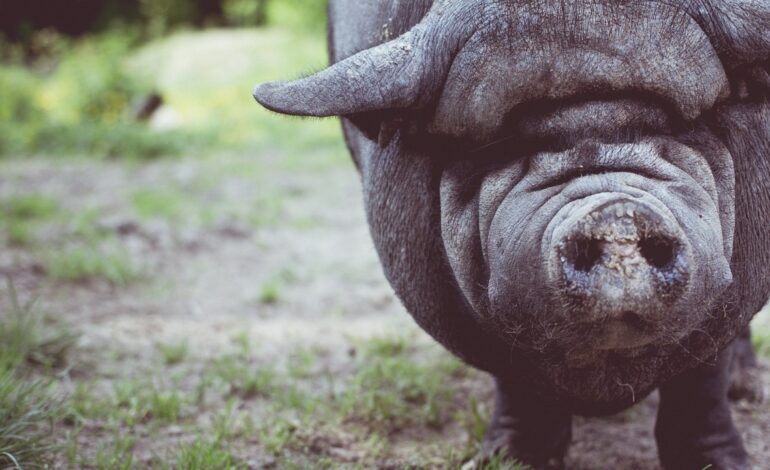 Detectados cuatro casos más de peste porcina africana en jabalíes