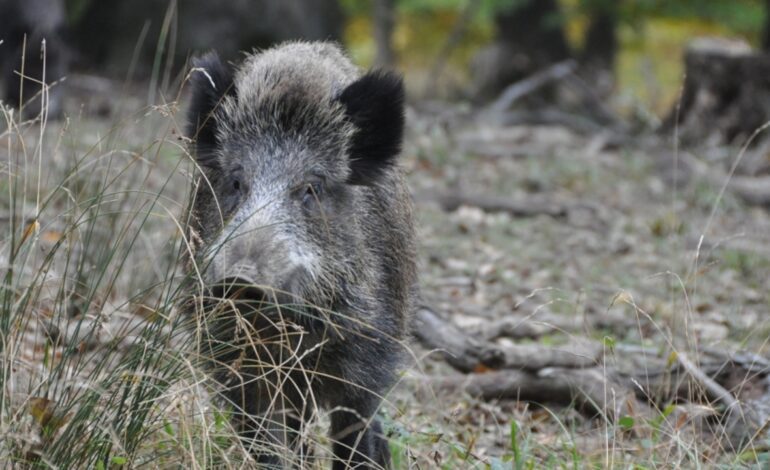 Detectan cuatro nuevos casos de peste porcina africana en Barcelona