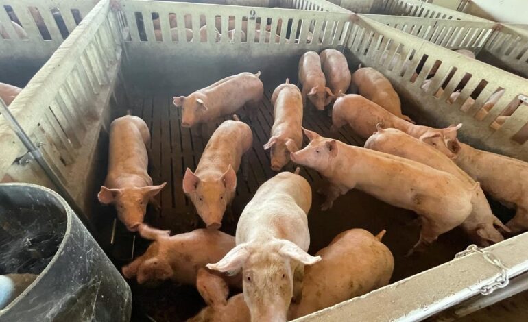 Taiwán veta la entrada de productos porcinos de España por la peste porcina africana