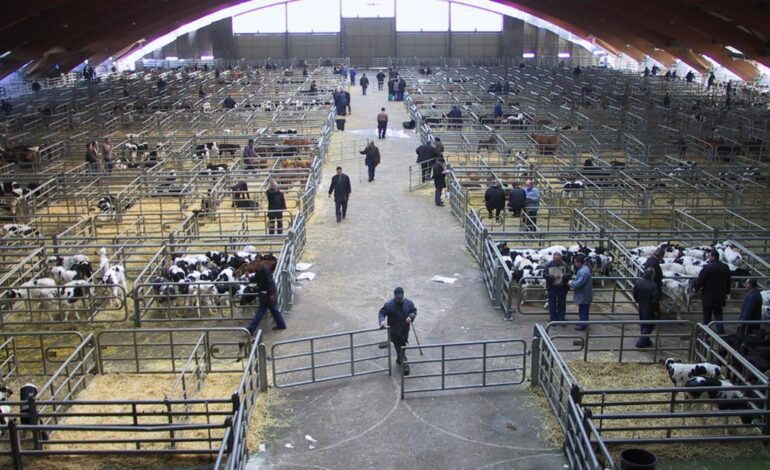 La suspensión del mercado nacional de Pola de Siero se prorroga hasta el 1 de diciembre para frenar la expansión de la dermatosis nodular contagiosa