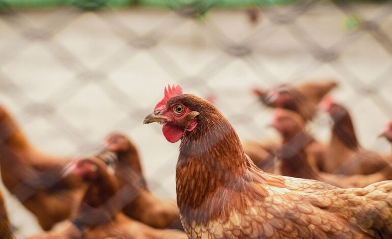 HUEVOS GRIPE AVIAR | España endurece la prohibición de criar gallinas al aire libre ante el avance sin freno de la gripe aviar