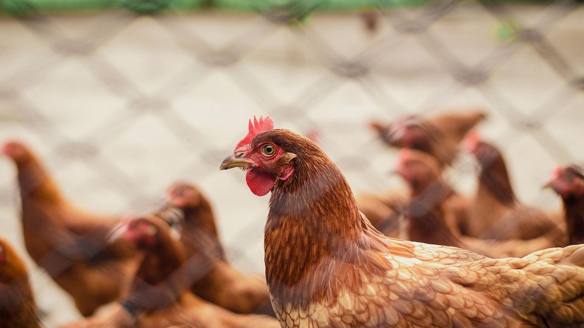 HUEVOS GRIPE AVIAR | España endurece la prohibición de criar gallinas al aire libre ante el avance sin freno de la gripe aviar