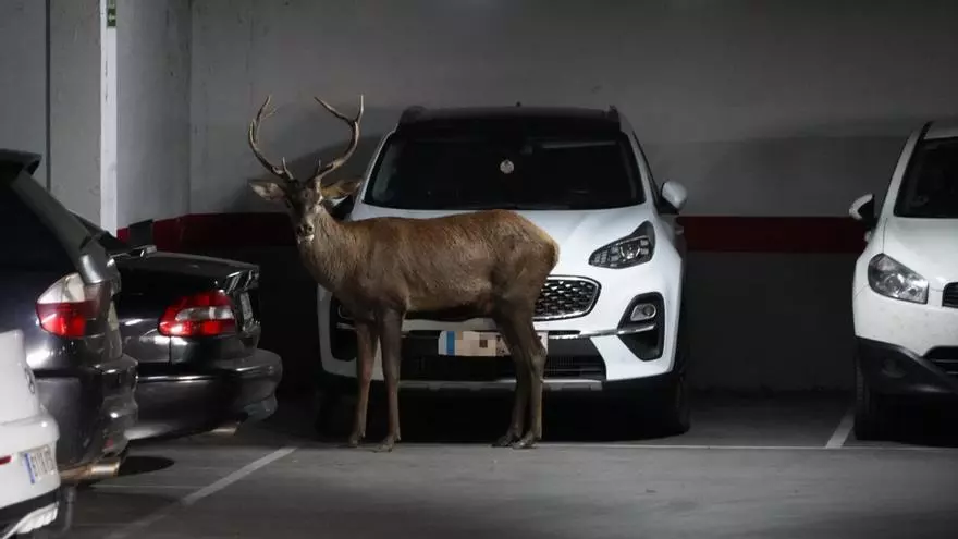 Un gran ciervo pasea por las calles de Zamora y se cuela en un céntrico aparcamiento