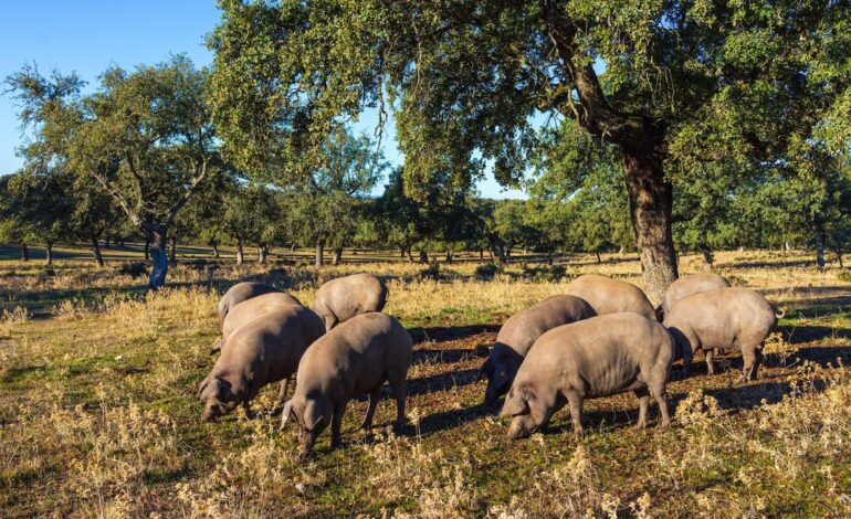 así se disfruta en Los Pedroches