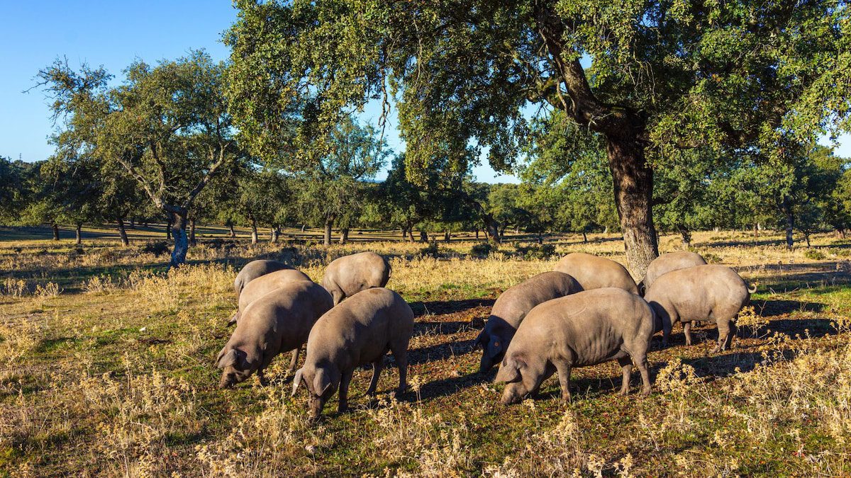 así se disfruta en Los Pedroches