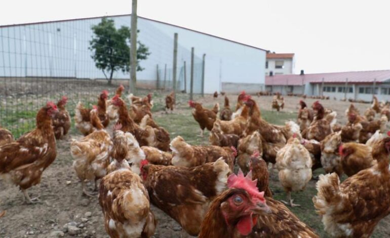 ni una gallina podrá criarse en libertad en Asturias desde este jueves (y hasta nueva orden)