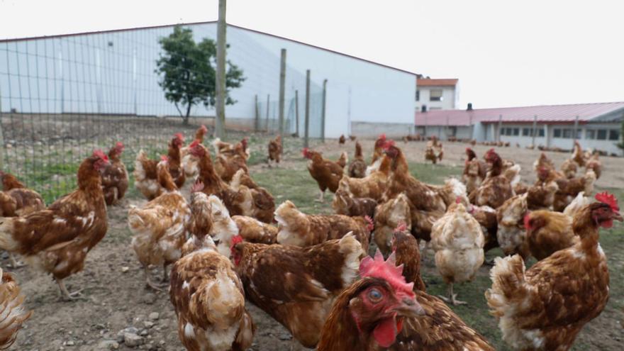 ni una gallina podrá criarse en libertad en Asturias desde este jueves (y hasta nueva orden)