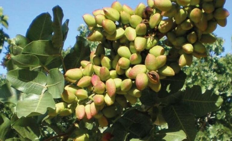 El pistacho completa una cosecha casi de récord en Catalunya y suma a la industria de los postres como nueva clienta