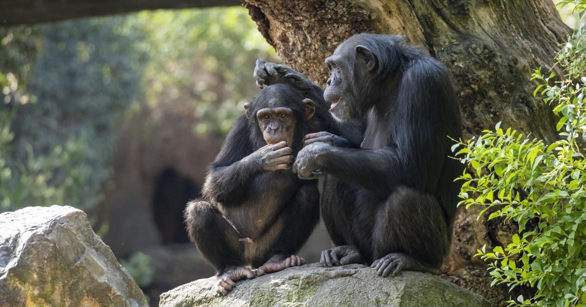 Los chimpancés y los humanos tienen comportamientos similares