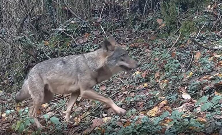 El alcalde de Oviedo le exige al Principado que actúe para evitar los ataques del lobo a las puertas de la ciudad: «Hay que tomar medidas»