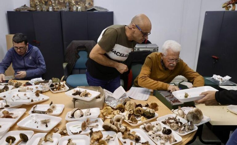 una exposición donde el atractivo está «en las más raras»