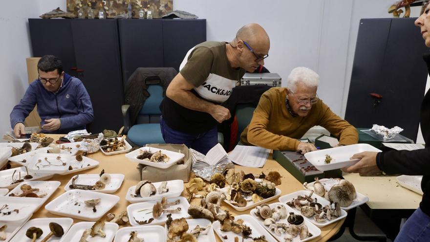 una exposición donde el atractivo está «en las más raras»