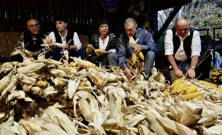 FOLCLORE ASTURIANO GIJÓN | Panojas, música, baile y homenaje en la multitudinaria esfoyaza en Gijón para volver a las raíces tres décadas después: «Es un éxito que aúna trabajo y fiesta»