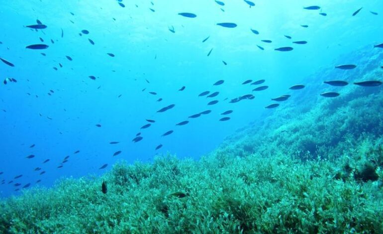 Así nace el Bosque Marino que restaura la vida bajo las aguas españolas