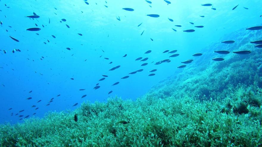 Así nace el Bosque Marino que restaura la vida bajo las aguas españolas