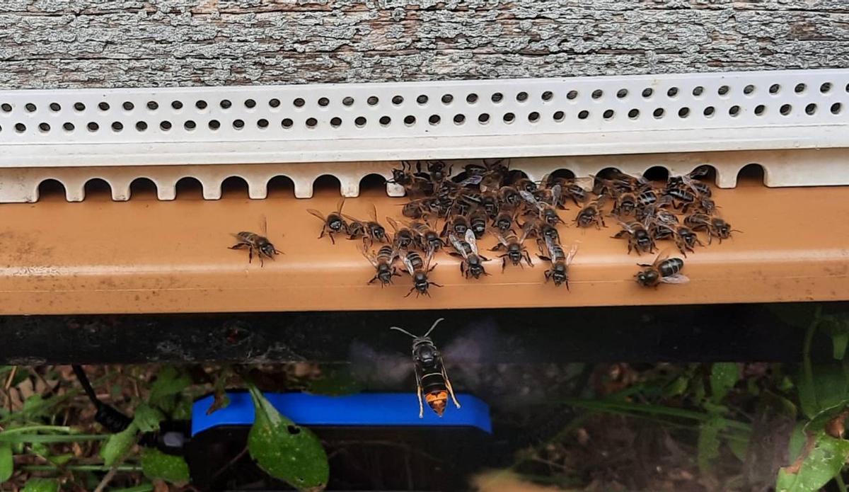 Avispa Velutina atacando una colmena de abejas en Galicia.
