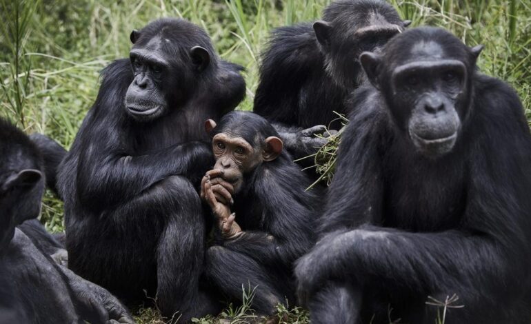 CHIMPANCÉS AMIGOS | Los chimpancés también tienen sus propias pandillas de amigos, según demuestra un estudio
