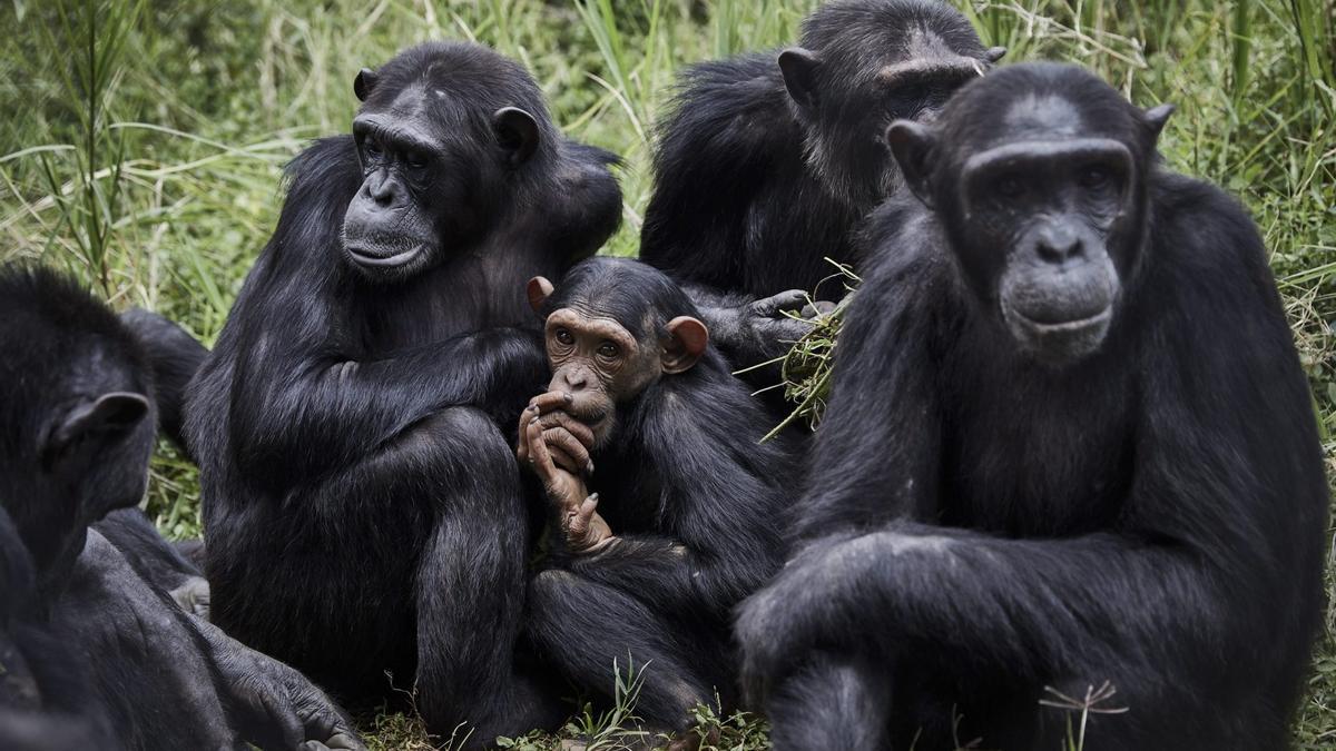 CHIMPANCÉS AMIGOS | Los chimpancés también tienen sus propias pandillas de amigos, según demuestra un estudio