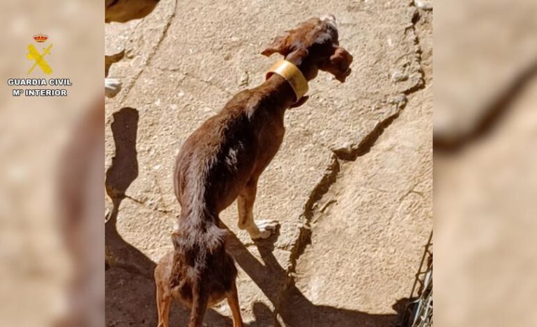 Investigan a un hombre por tener a 14 perros enfermos y desnutridos en una perrera particular de Huesca