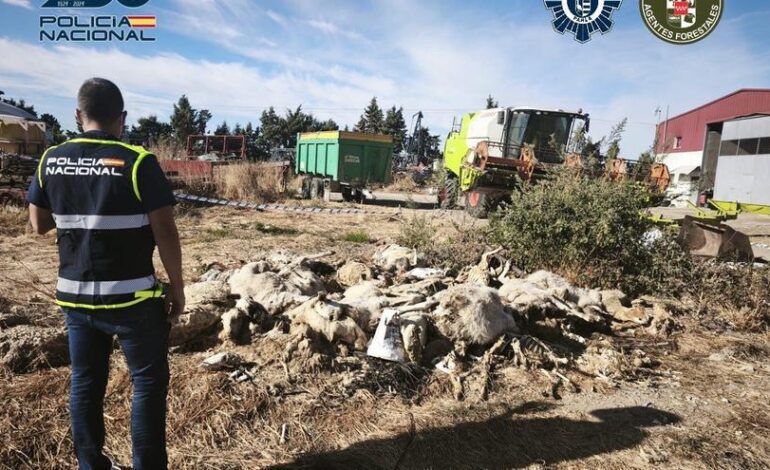 MALTRATO ANIMAL | PARLA | Detenido en Madrid un hombre acusado de matar a 50 ovejas y maltratar a decenas más
