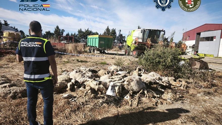 MALTRATO ANIMAL | PARLA | Detenido en Madrid un hombre acusado de matar a 50 ovejas y maltratar a decenas más
