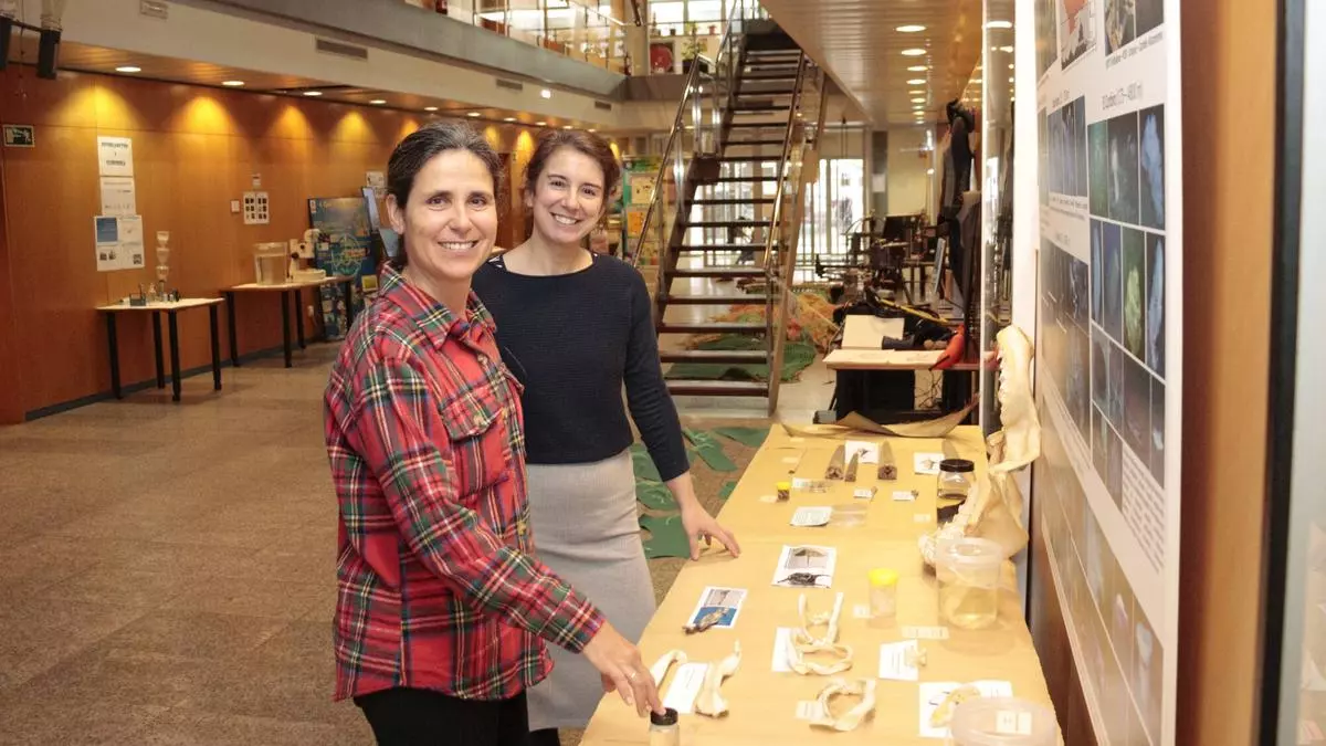 VÍDEO: El Centro Oceanográfico de Gijón muestra su trabajo diario en una jornada de puertas abiertas durante la Semana de la Ciencia: “No somos un acuario, somos un centro de investigación”