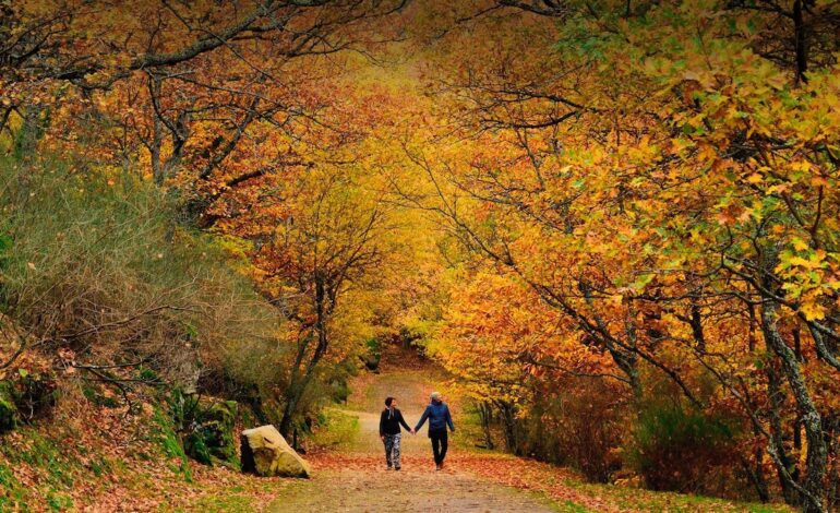 del rincón favorito de Felipe II a los ecos de un bosque glaciar