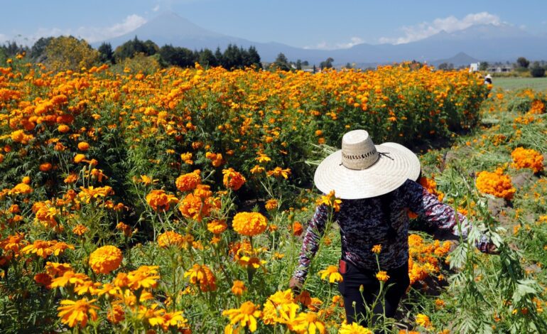 Los agricultores mexicanos temen más al narco que a Trump