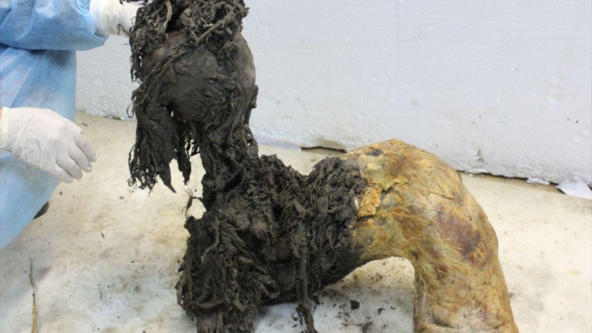 proviene de un mamut lanudo