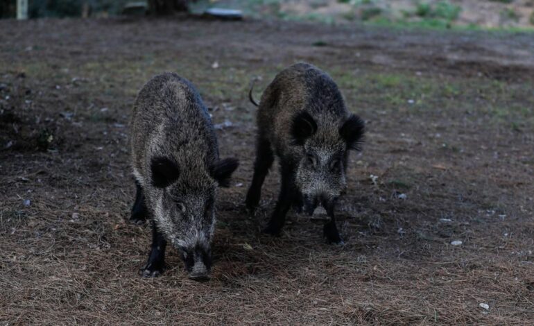 Cuatro nuevos casos de peste porcina africana en jabalís en Cataluña