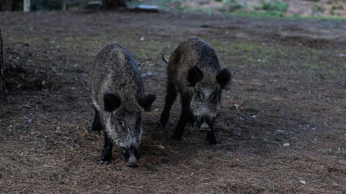 Cuatro nuevos casos de peste porcina africana en jabalís en Cataluña