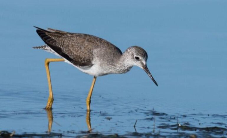 Los humanos contamos con un «séptimo sentido» táctil a distancia