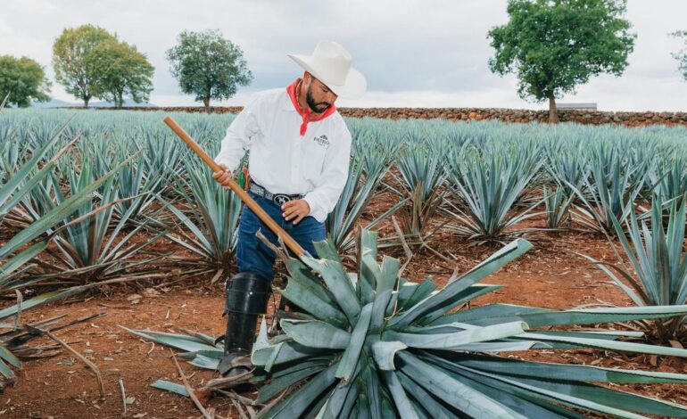 TEQUILA PATRÓN | El tequila que destila la esencia del agave azul a 2.000 metros de altitud en las tierras volcánicas de Jalisco