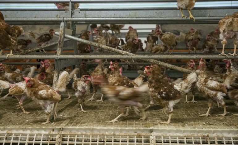 PRECIO HUEVOS | La docena de huevos XL en supermercado ronda ya los 5 euros, por la gripe aviar