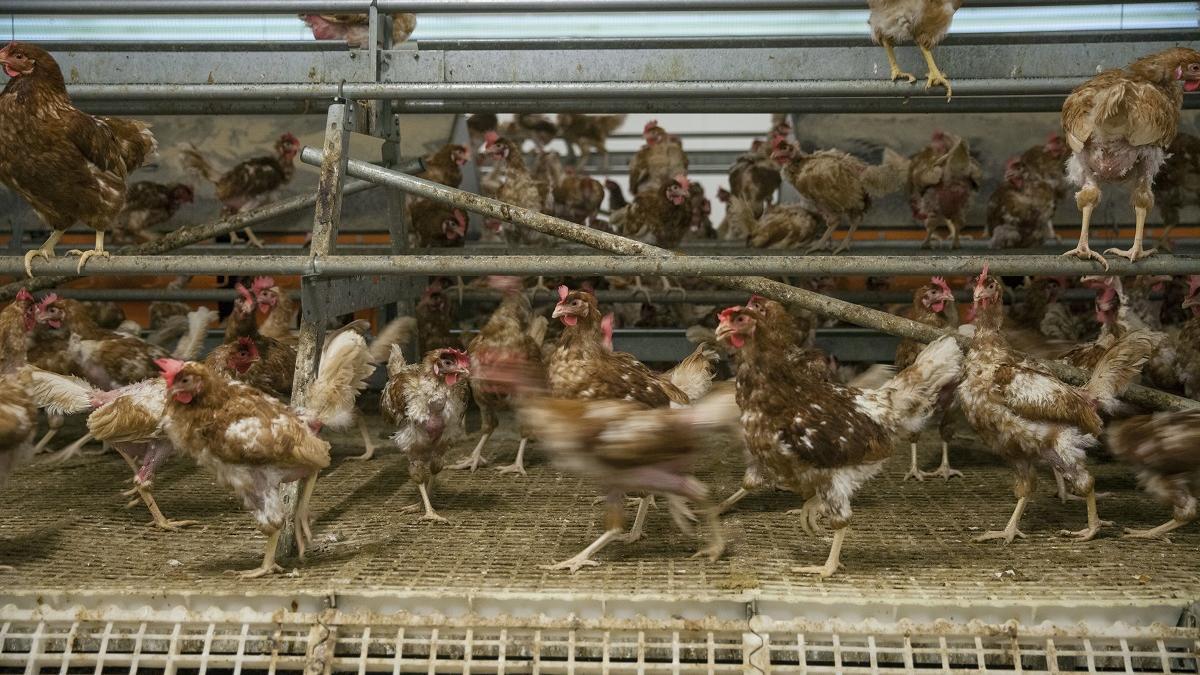 PRECIO HUEVOS | La docena de huevos XL en supermercado ronda ya los 5 euros, por la gripe aviar