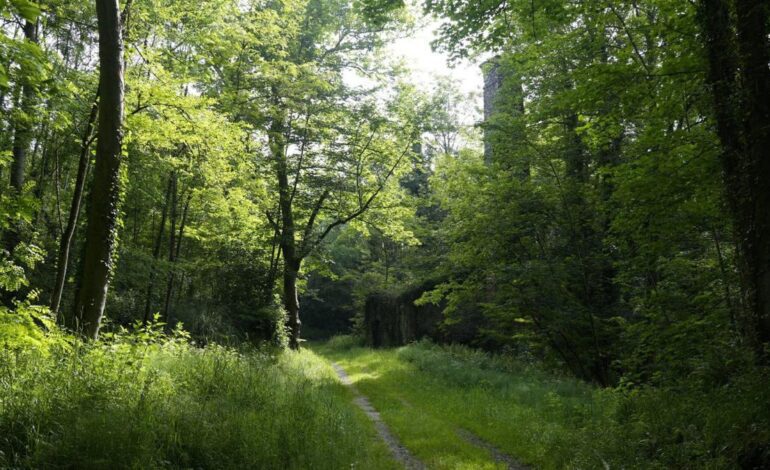 estas son las propuestas de IU para mejorar la movilidad de Oviedo en 2026