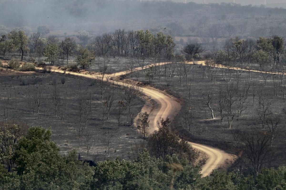 Paisaje tras un incendio forestal este verano en España