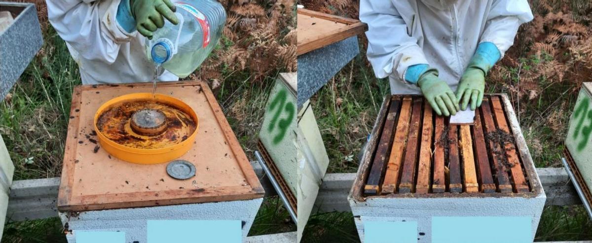 Alimentación líquida (izquierda) y torta proteica (derecha) en colmenas con presión de V. velutina.