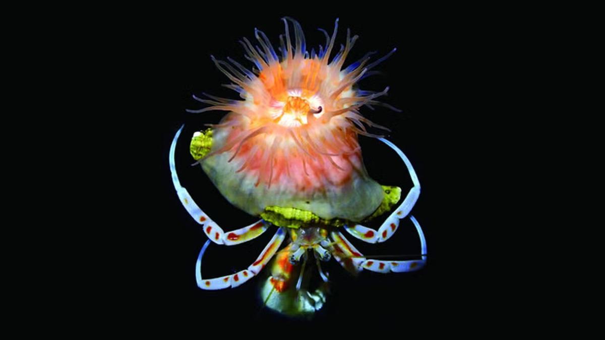 SIMBIOSIS OCÉANOS | Ayuda mutua: la anémona de mar que construye un ‘hogar’ para cangrejos ermitaños