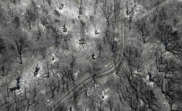 INCENDIOS FORESTALES | Las ayudas a comunidades para limpiar el monte se atrasan por la ola de fuegos