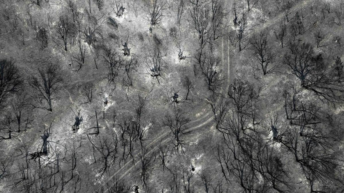 INCENDIOS FORESTALES | Las ayudas a comunidades para limpiar el monte se atrasan por la ola de fuegos