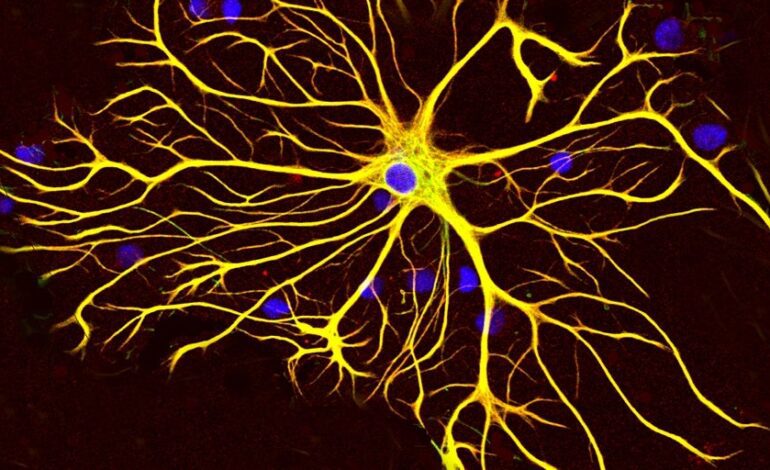 Descubren mecanismo natural que elimina placas amiloides y preserva la memoria