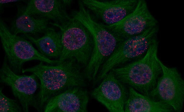 Eliminar las células ‘viejas’ revierte la inflamación y mejora la diabetes