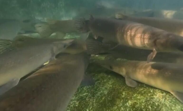 Cuba: científicos luchan por salvar al pez manjuarí de la extinción