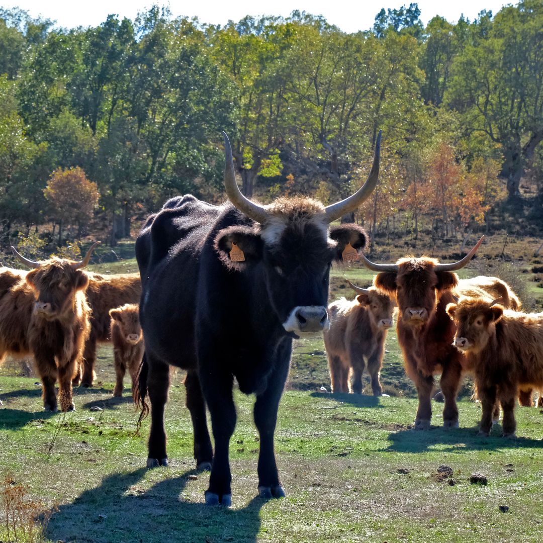 Uros, Paleolítico Viviente, Salguero de Juarros, Burgos